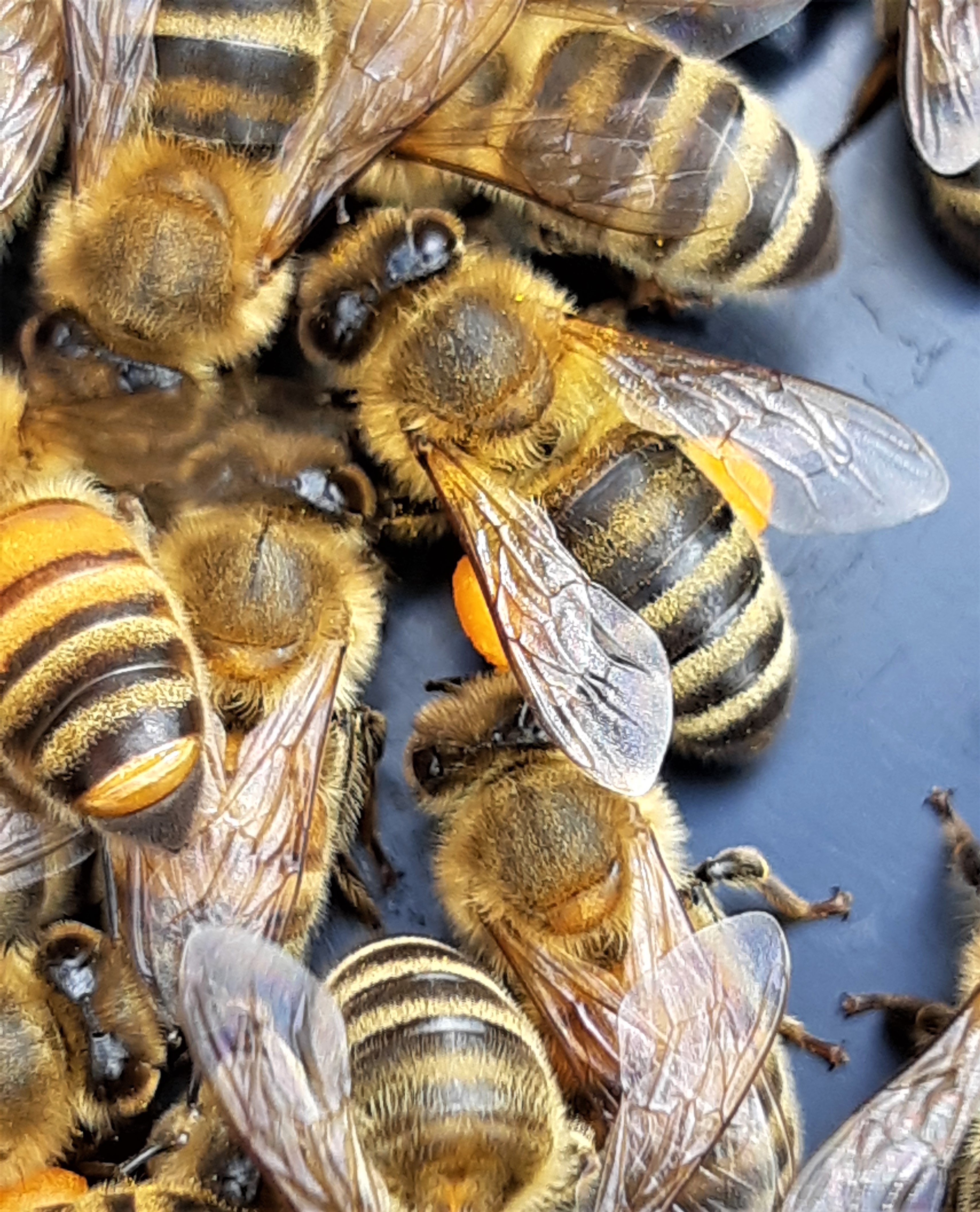 abeilles et pollen.jpg